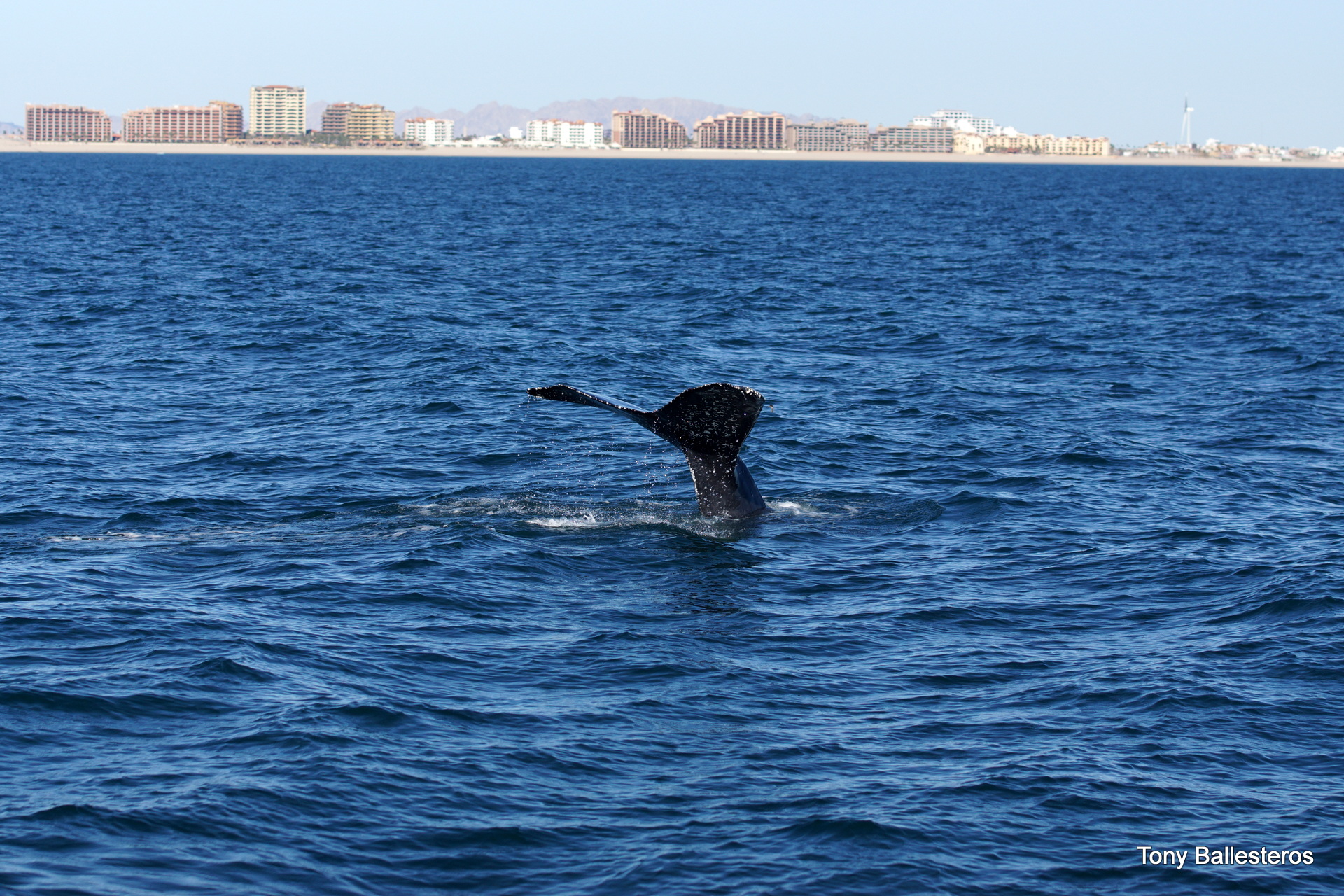 Home | Prestige Mexico | Rocky Point | Mexico